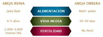 Jalea Real alimentación Miel polen fertilidad